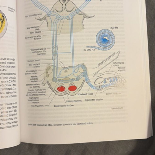 Duus’ Diagnostic Localization in Neurology book new