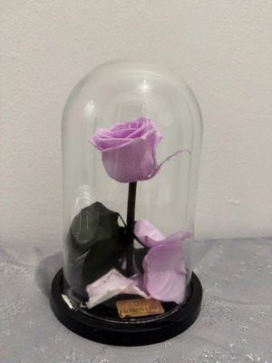 Fiorentino purple rose new