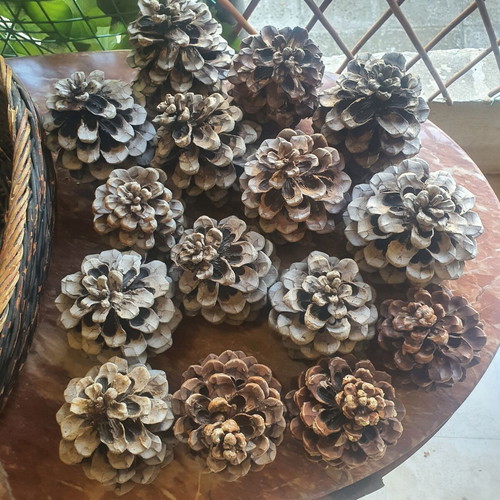 Basket with 15 pine cones