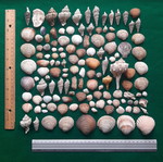 Decorative seashells used, aquarium