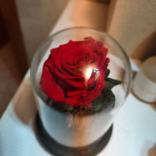 Forever rose new real rose