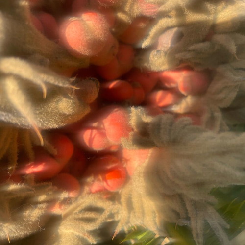 Tsikas seeds new, pack of 10 from 40-year-old plant