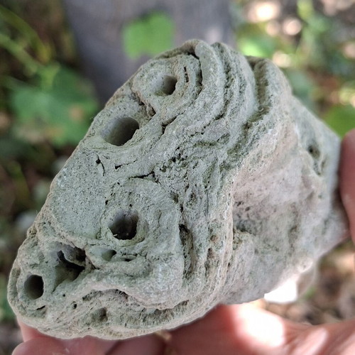Travertine plant fossil from Evros source