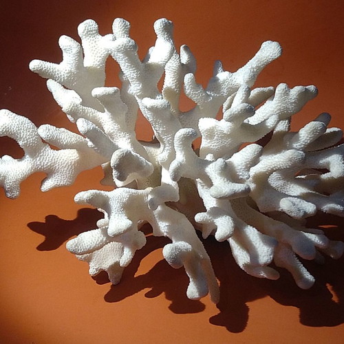Natural white coral 970gr like new