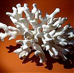  Φυσικό κοράλλι λευκό 970gr