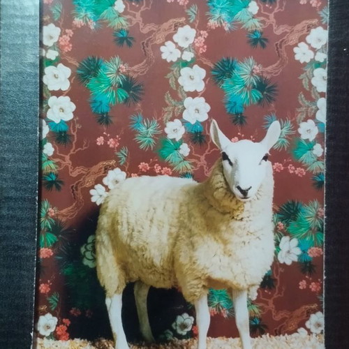 Lumas Art sheep sealed, size 14cm x 18cm