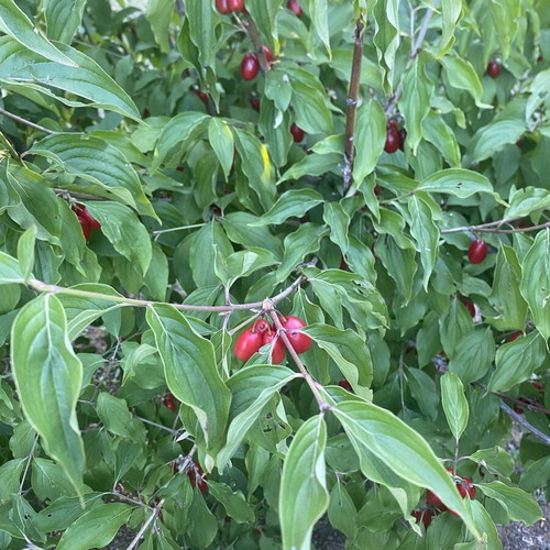 Mountain cornelian cherries from Vermio, organic