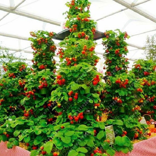 Skyline climbing strawberry seeds, pack of 50