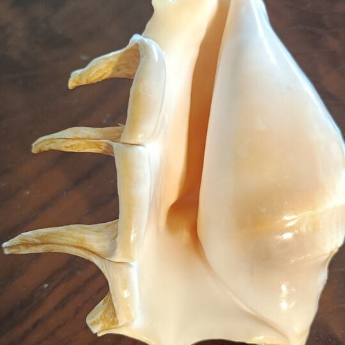 Lambis Lambis Spider Conch seashell new, 12.5 cm