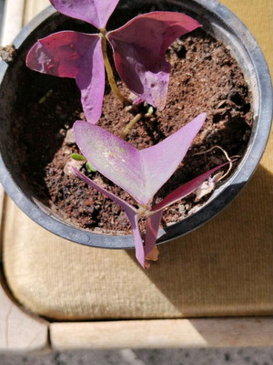 Oxalis triangularis διακοσμητικό φυτό εσωτερικού χώρου με μοβ φύλλα