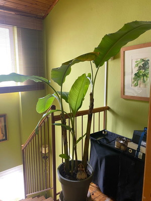Banana plants in pot with 3 roots, tallest about 1.5 meters, new