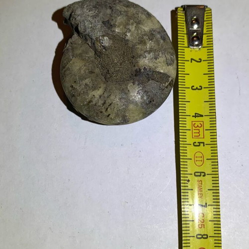 Ammonite fossil used