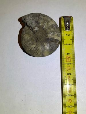 Ammonite fossil used