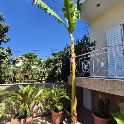 Banana plant new