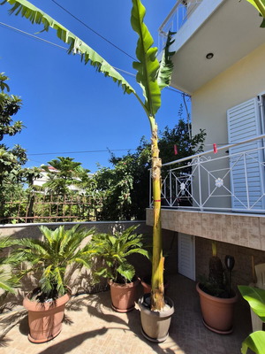 Banana plant new