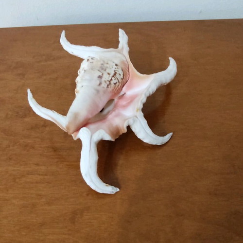 Natural seashells like new, large spider shell and smaller one
