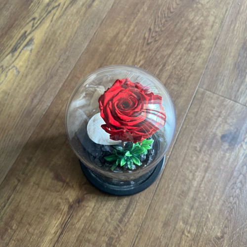 Forever rose used, red