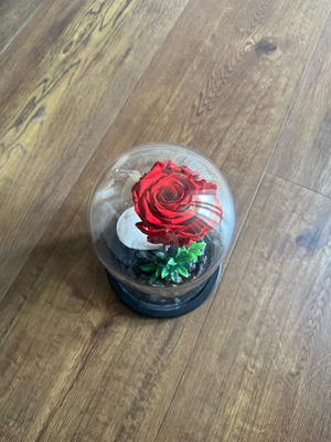 Forever rose used, red