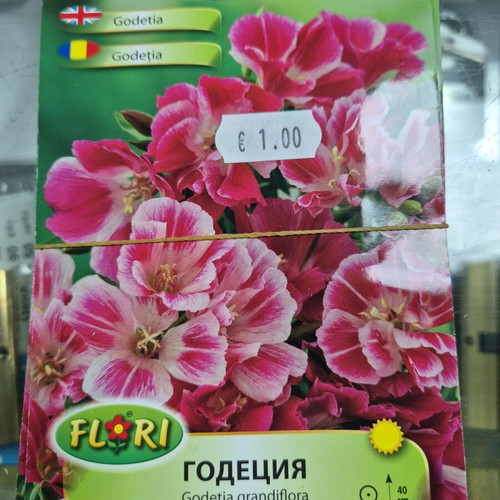 Petunia new seeds with great variety