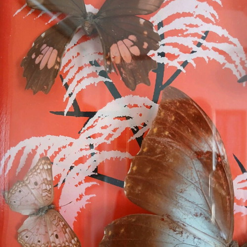 Vintage Brazilian framed butterflies like new