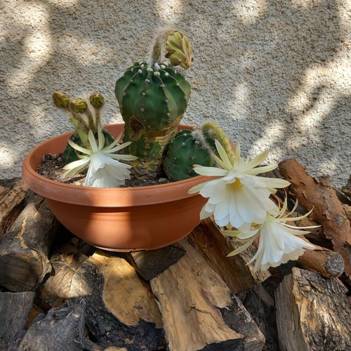 Cactus 21 used