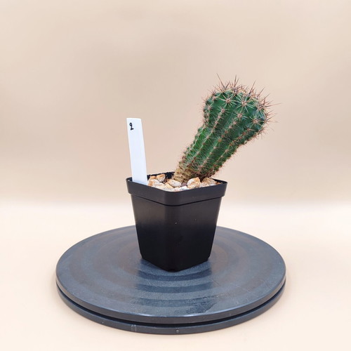 Echinopsis cactus in plastic pot, mini plant