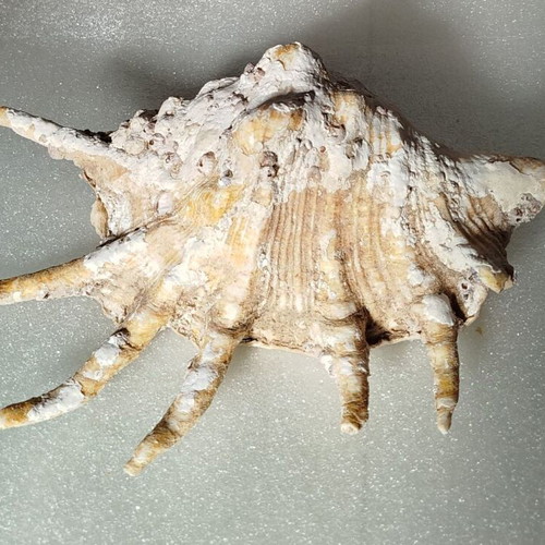 Seashells used, pack of 2 very old over 40 years
