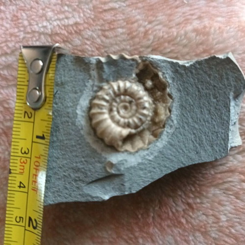 Fossil shell used on shale stone