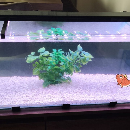 Aquarium - Glass 100 X 38 X Height 35cm (125lt)