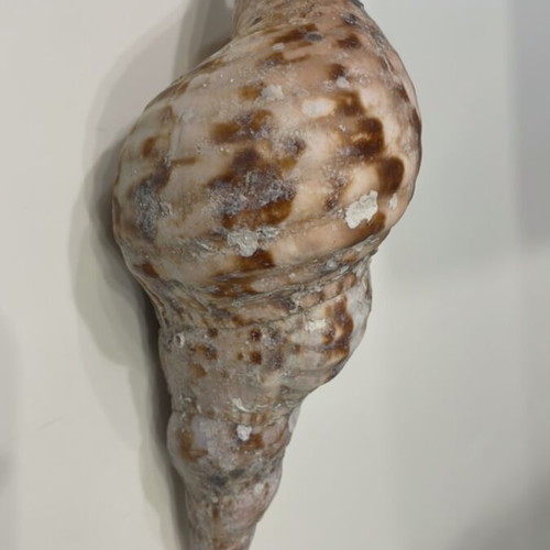 Triton Shell 21 cm new, unprocessed