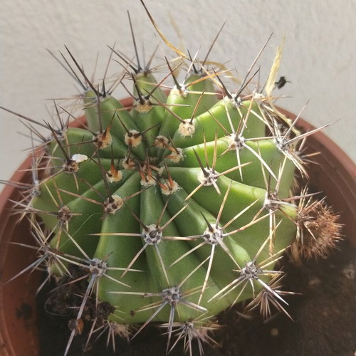 Echinopsis cactus large, like new, in plastic pot