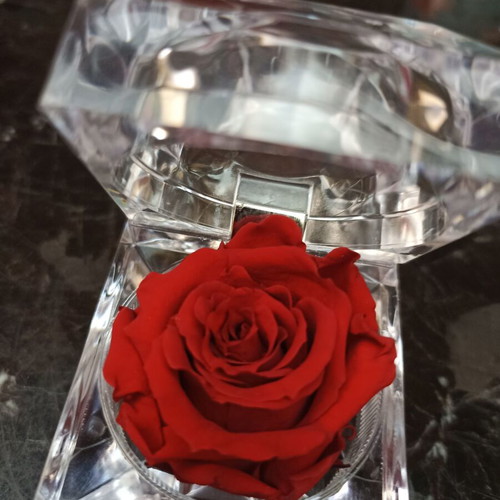 Eternal Rose miniature 5x5, like new, dried