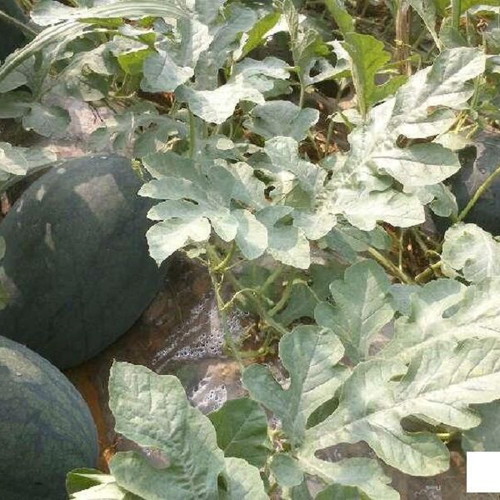 Black Diamond watermelon seeds, pack of 20, traditional variety