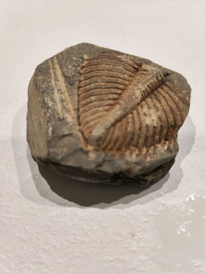 Trilobite fossil like new