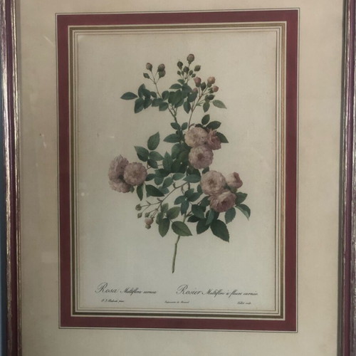 Pierre-Joseph Redouté Historical Botanical Print Frames Refurbished
