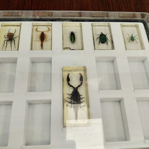 Deagostini insect collection used with plastic case