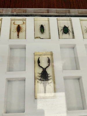 Deagostini insect collection used with plastic case