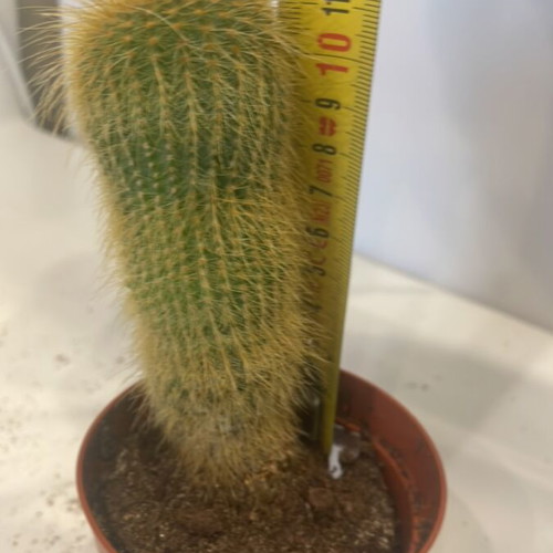 Cleistocactus cactus 12cm height new