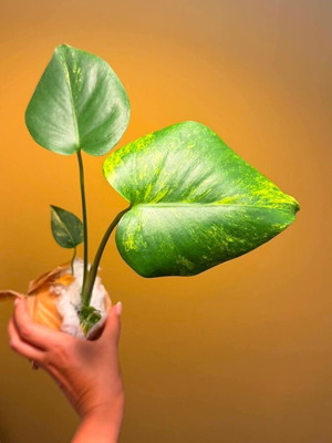 Monstera Yellow Marilyn Variegata new plant