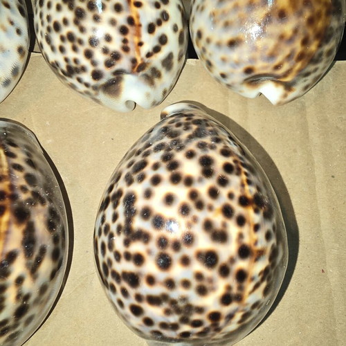 Tiger Cowrie Shells set of 5 like new