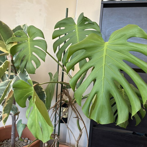 Large Monstera Deliciosa with pot like new