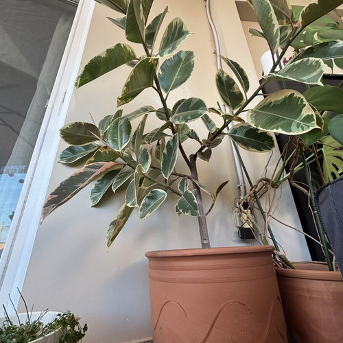 Variegated Rubber Plant Ficus elastica like new in terracotta pot