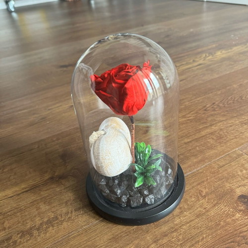 Forever rose used, red