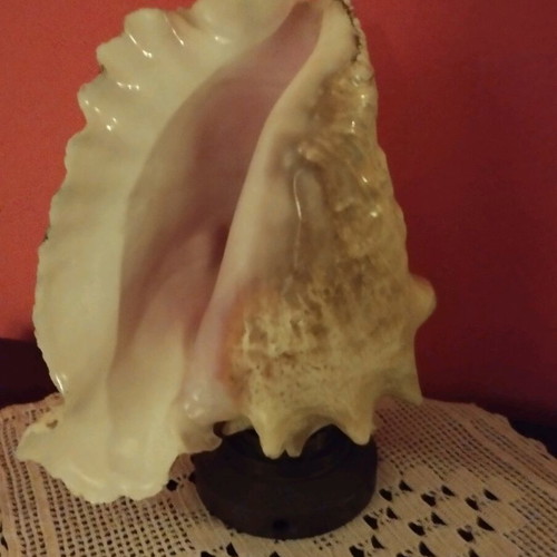 Natural shell lamp with bronze base, set of 2