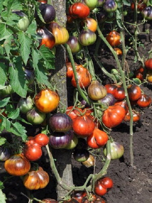 Cobalt Pear heirloom tomato seeds, 20 rare blue pear-shaped