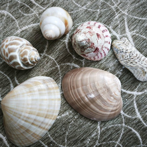 6 shells and 1 starfish all together