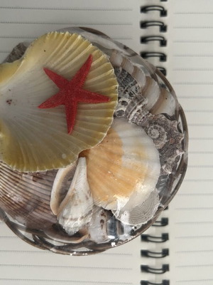Basket with seashells new