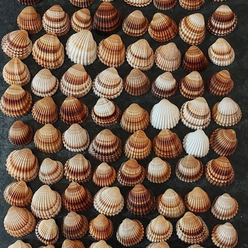 Cardaidae seashells pack of 80 new, sturdy for crafts or decoration