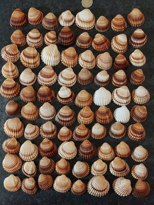 Cardaidae seashells pack of 80 new, sturdy for crafts or decoration