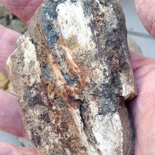 Petrified wood from Greece new